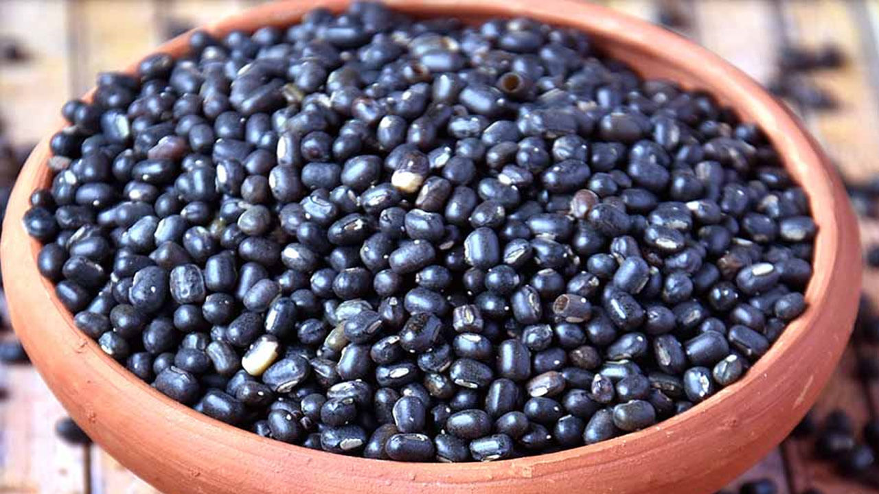 Health Benefits of Black Gram: ప్రస్తుత కాలంలో ఎన్నో అనారోగ్య సమస్యలు వెంటాడుతున్నాయి.. అందుకే మంచి ఆరోగ్యాన్ని సొంతం చేసుకునేందుకు ఉత్తమమైన జీవనశైలి అవలంభించడంతోపాటు.. ఆరోగ్యకరమైన ఆహారం తీసుకోవాలి. అయితే, ఆరోగ్యవంతంగా ఉండేందుకు మినుములు బాగా సహాయపడతాయి.. అందుకే.. మినుములు తింటే ఇనుమంత బలం చేకూరుతుంది.. అని పెద్దలు చెబుతుంటారు. మినుముల్లోని పోషకాలు వ్యాధి నిరోధక శక్తిని పెంచడంతోపాటు.. అనేక రోగాల నుంచి కాపాడతాయి. మినుములు జీర్ణక్రియ, చర్మ ఆరోగ్యాన్ని మెరుగుపరుస్తాయి. వీటిల్లో ఫైబర్, పొటాషియం, ఆరోగ్యకమైన కొవ్వుతోపాటు.. విటమిన్ సీ, విటమిన్ బీ- కాంప్లెక్స్‌లోని బీ1, బీ3 తోపాటు.. కాల్షియం, మెగ్నిషియం, ఐరన్ వంటివి పుష్కలంగా ఉంటాయి. మినుములు తీసుకోవడం వల్ల కలిగే ఆరోగ్య ప్రయోజనాలేంటో ఇప్పుడు తెలుసుకోండి..