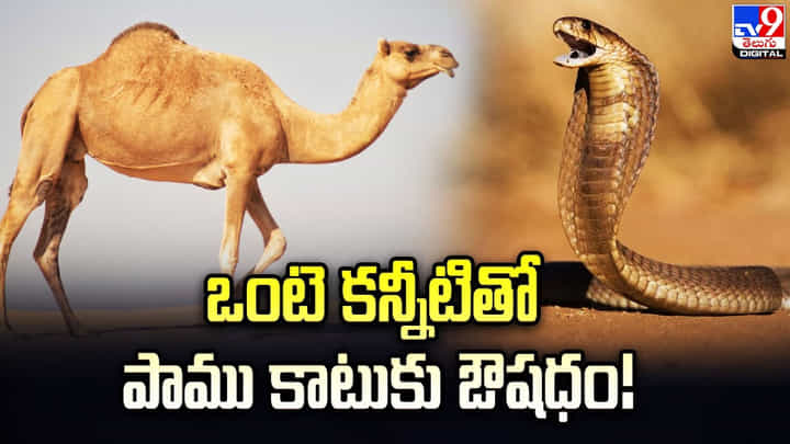 ఒంటె కన్నీరుతో విషానికి విరుగుడు.. దుబాయ్లో శాస్త్రవేత్తల పరిశోధనలు ఒంటె కన్నీరుతో విషానికి విరుగుడు.. దుబాయ్లో శాస్త్రవేత్తల పరిశోధనలు