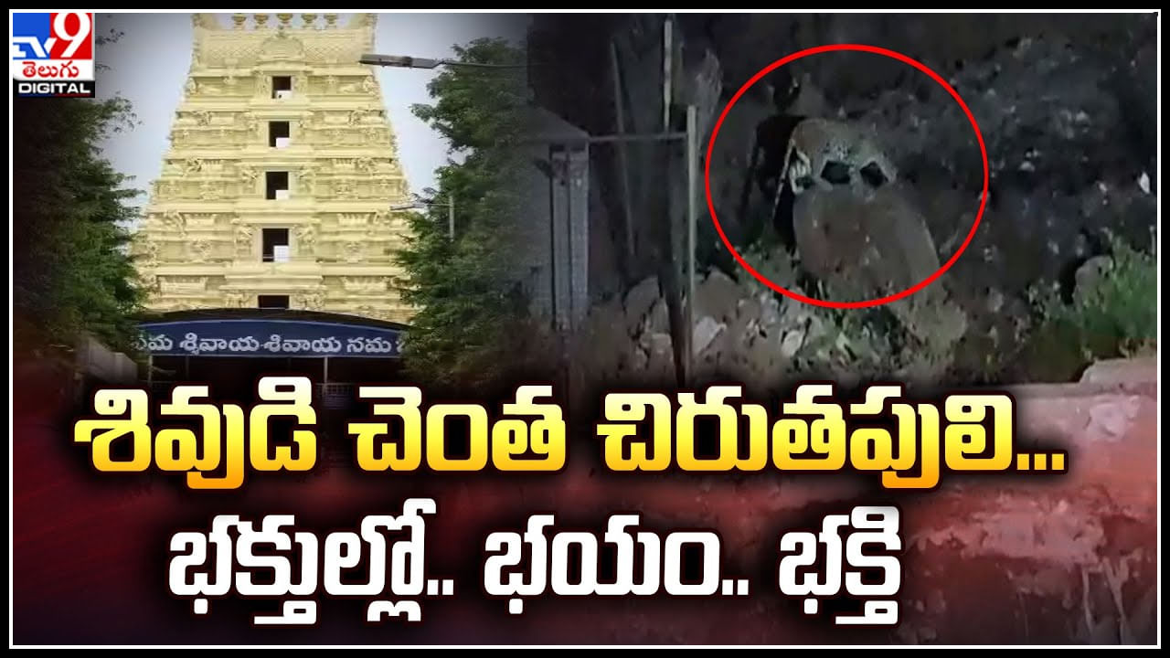 Srisailam: శివుడి చెంత చిరుతపులి.! భక్తుల్లో భయం , భక్తి ఒకేసారి.. వీడియో వైరల్.