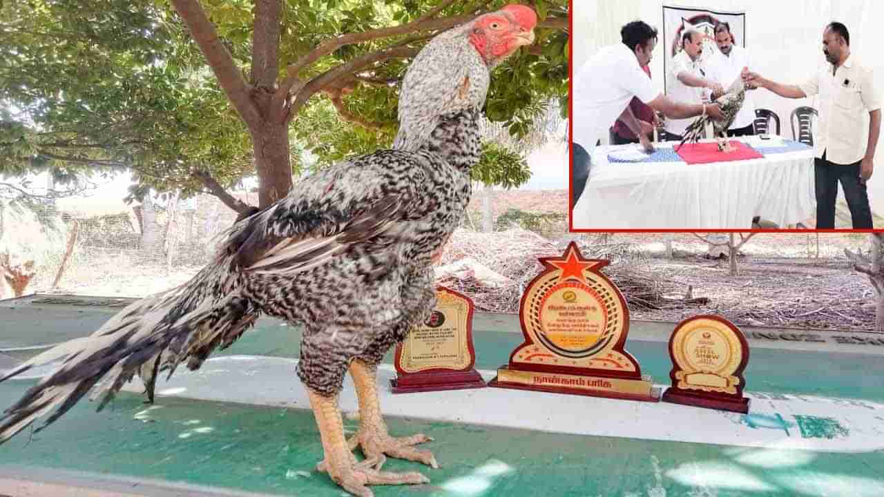 Chicken Beauty Contest: మన కోడే బ్యూటిఫుల్.. అందాల పోటీలో మెరిసిన ఏపీ కోడిపుంజు.. దీని స్పెషాలిటీ ఏంటంటే..?