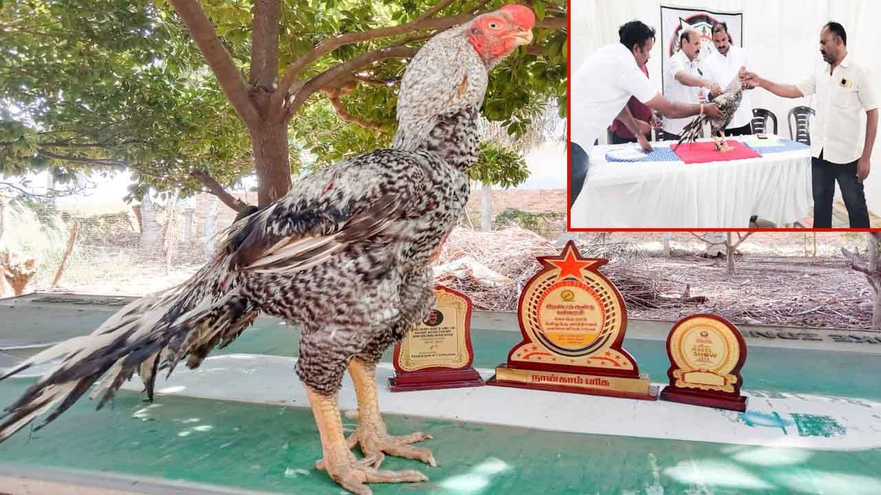 Chicken Beauty Contest: మన కోడే బ్యూటిఫుల్.. అందాల పోటీలో మెరిసిన ఏపీ కోడిపుంజు.. దీని స్పెషాలిటీ ఏంటంటే..?