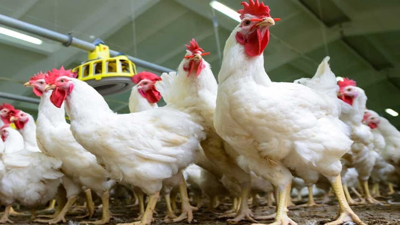 Chicken Prices Today: కొండెక్కిన కోడి ధరలు.. కిలో చికెన్‌ ఎంతో తెలుసా? అదేబాటలో గుడ్లు కూడా..