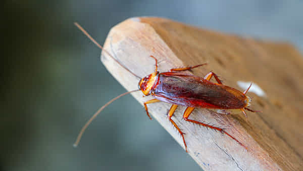 Cockroaches In Home: ఇంట్లో బొద్దింకలు ఇబ్బంది పెడుతున్నాయా..? ఇలా దూరం చేయండి..