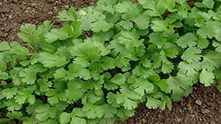 Gongura Egg Curry: డిఫరెంట్‌గా గోంగూర కోడిగుడ్డు కర్రీ.. వాటే టేస్ట్ అనాల్సిందే!