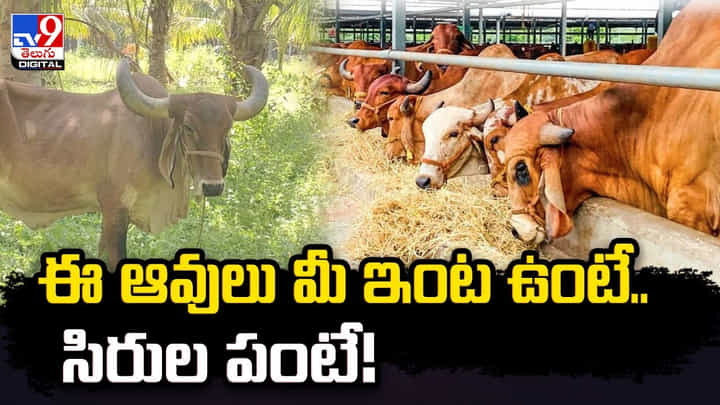 ఈ ఆవులు మీ ఇంట ఉంటే.. సిరుల పంటే.. ఈ ఆవులు మీ ఇంట ఉంటే.. సిరుల పంటే..