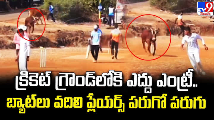 క్రికెట్ గ్రౌండ్లోకి ఎద్దు ఎంట్రీ.. బ్యాట్లు వదిలి ప్లేయర్స్ పరుగో పరుగు క్రికెట్ గ్రౌండ్లోకి ఎద్దు ఎంట్రీ.. బ్యాట్లు వదిలి ప్లేయర్స్ పరుగో పరుగు