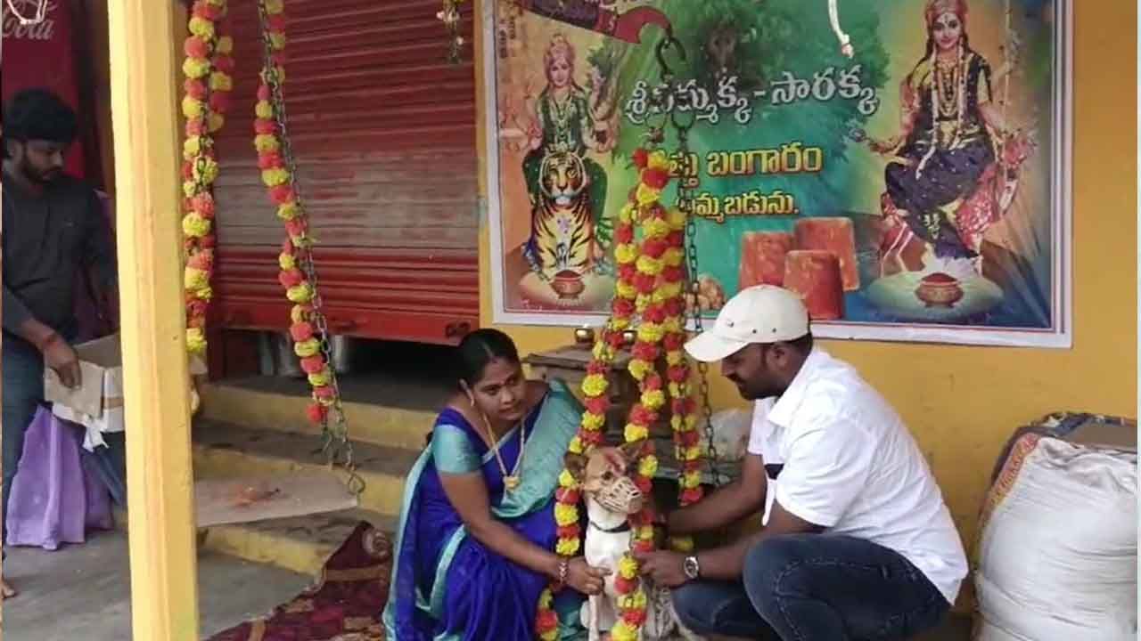 Medaram: భక్తి పారవశ్యంలో కుటుంబం.. ఏకంగా పెంపుడు కుక్కకు నిలువెత్తు బంగారం మొక్కులు