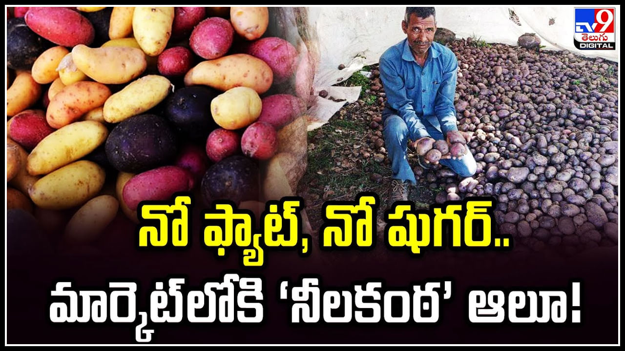 Neelkanth Potato: నో ఫ్యాట్‌, నో షుగర్‌.. మార్కెట్‌లోకి కొత్తరకం ‘నీలకంఠ’ ఆలూ.!