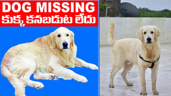 ఇది కదా నిజమైన ప్రేమంటే.. మా కుక్క తప్పిపోయింది.. కనిపిస్తే చెప్పండి..