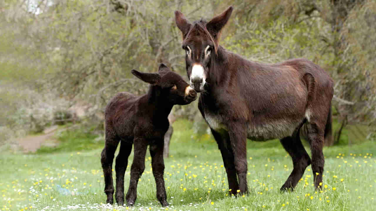 Shocking: గాడిదలను చంపేస్తున్న చైనీయులు.. కారణం తెలిస్తే షాక్ అవుతారు