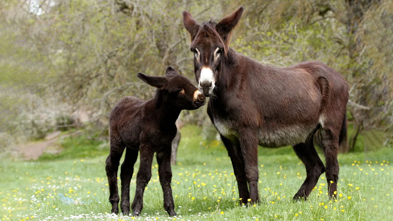 Shocking: గాడిదలను చంపేస్తున్న చైనీయులు.. కారణం తెలిస్తే షాక్ అవుతారు