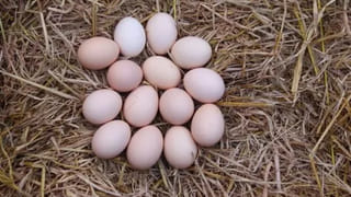 YSRCP: ఎన్నికల్లో గెలుపే లక్ష్యంగా వేగం పెంచిన సీఎం జగన్.. మ్యానిఫెస్టోపై కీలక సమావేశం..