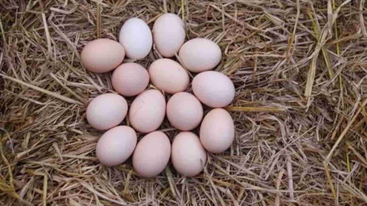 AP - Telangana: కోడి మాంసం రేటు పెరిగింది.. కానీ గుడ్డు రేటు తగ్గింది..