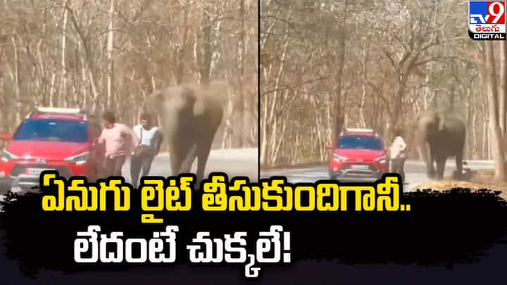 ఏనుగు లైట్ తీసుకుంది గానీ.. లేదంటే చుక్కలే ఏనుగు లైట్ తీసుకుంది గానీ.. లేదంటే చుక్కలే
