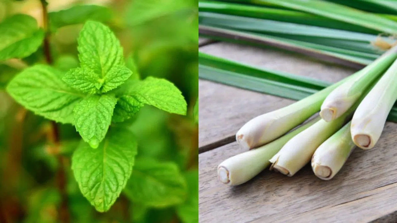 పుదీనా ఆకుల్లో మెన్హాల్ ఉంటుంది. ఇది కాలేయాన్ని రక్షిస్తుంది. ఈ పదార్ధం కాలేయంలో ఆక్సీకరణ ఒత్తిడిని, వాపును తగ్గిస్తుంది. నిమ్మకాయలో సిట్రల్‌ ఉంటుంది. ఇది కాలేయం దెబ్బతినకుండా నివారిస్తుంది. అల్లంలో యాంటీఆక్సిడెంట్లు, యాంటీ ఇన్ఫ్లమేటరీ లక్షణాలు ఉంటాయి. ఇవి ఫ్యాటీ లివర్ సమస్యలను తగ్గించడంలో సహాయపడతాయి. పుదీనా, లెమన్ గ్రాస్, అల్లం పానీయాలు ఫ్యాటీ లివర్ సమస్యలతో పాటు జీర్ణ సమస్యలను కూడా తగ్గిస్తాయి.