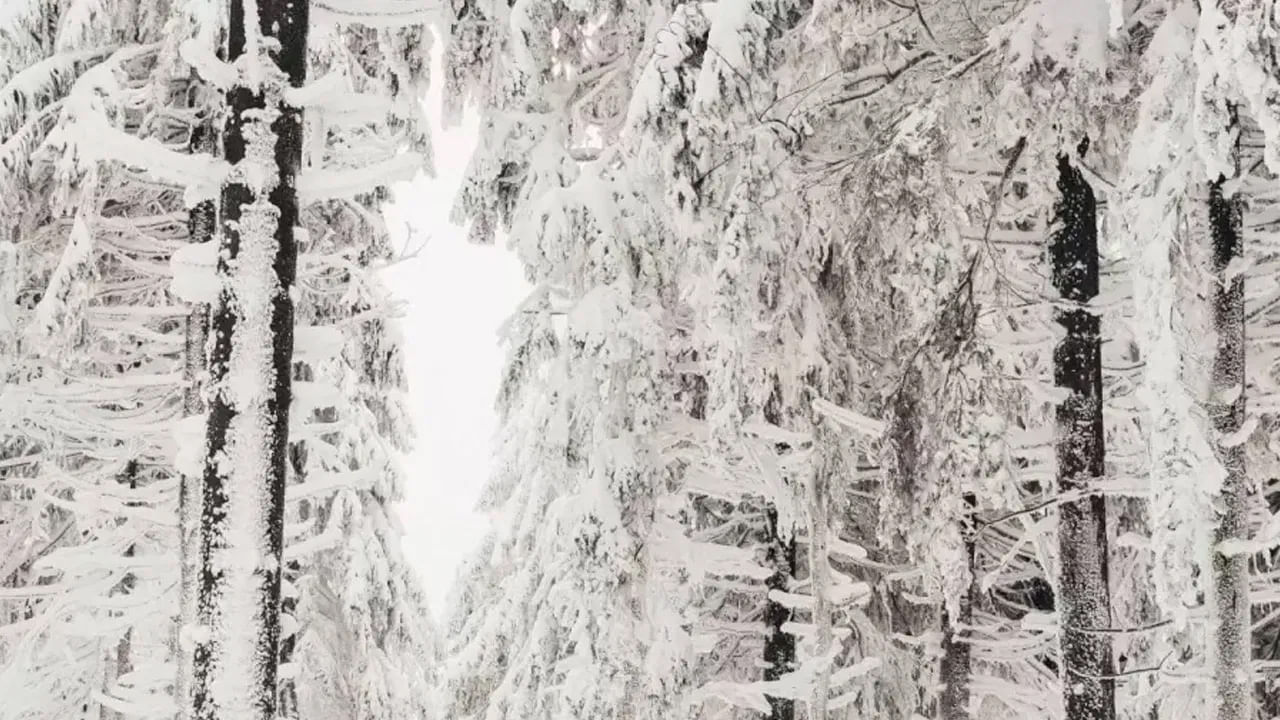 Photo Puzzle: మీ కళ్లకు పరీక్షించే మాయా చిత్రం.. ఈ ఫోటోలోని గుడ్లగూబను కనిపెట్టగలరా..?