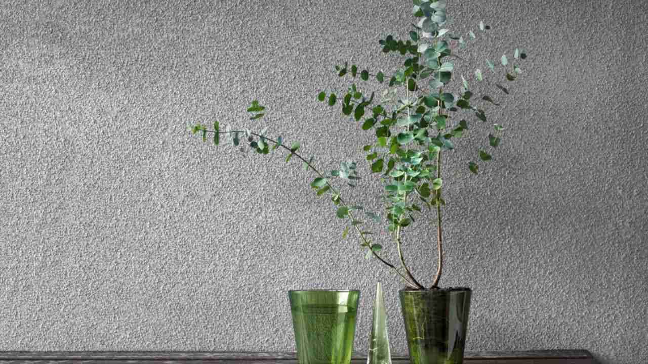 మంచి సువాసన వెదజల్లే వాటిల్లో యూకలిప్టస్ కూడా ఒకటి. ఇది ఇంటికి అద్భుతమైన సువాసన విడుదల చేయడమే కాకుండా.. అందంగా ఉంటుంది. ఈ వాసన పీల్చడం మంచి రిలీఫ్ రావడమే కాకుండా.. శ్వాస కోసం ప్రయోజనాలు కూడా ఉన్నాయి.