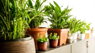 ఇది మీకు తెలుసా..? అదేపనిగా కాళ్లు ఊపడం కూడా కొన్ని వ్యాధుల లక్షణం..! నిపుణులు ఏం చెబుతున్నారంటే..