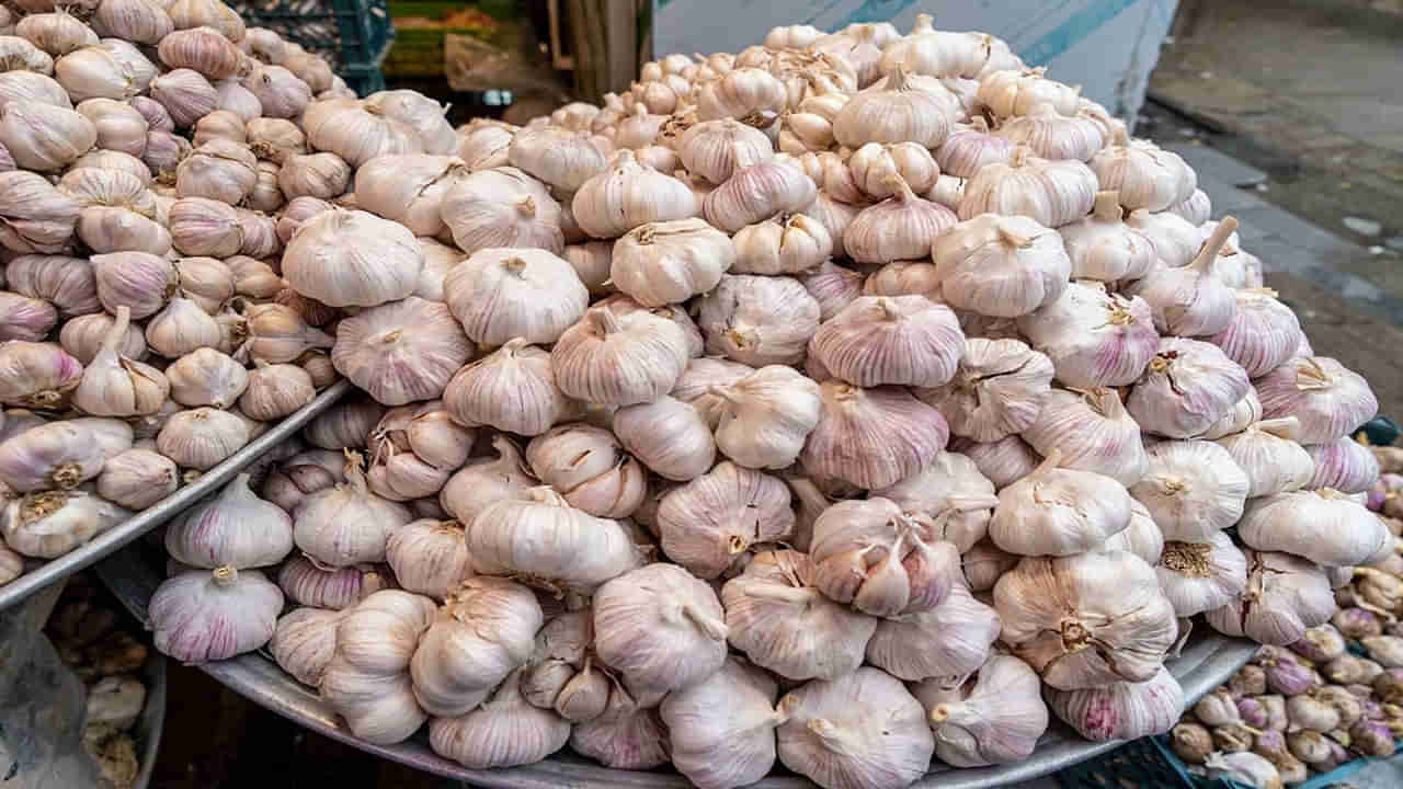 Garlic Price: అమ్మ బాబోయ్..! కిలో రూ. 500 మార్క్ చేరుకున్న నాణ్యమైన వెల్లుల్లి