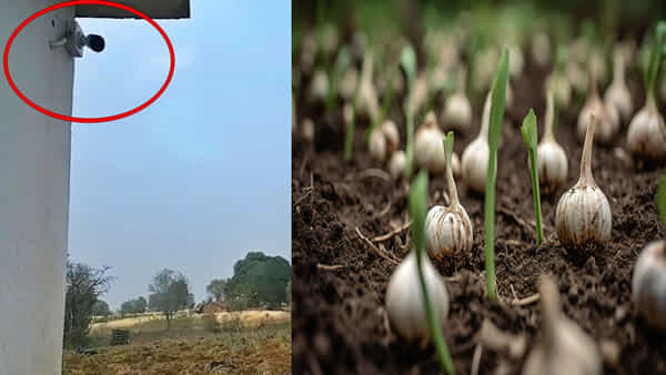 Viral News: రోజు రోజుకీ పెరుగుతున్న వెల్లుల్లి ధర... పొలంలో సీసీ కెమెరాలను ఏర్పాటు చేసిన రైతు..