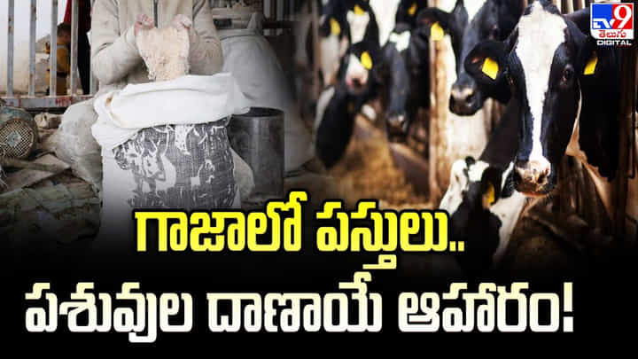 గాజాలో పస్తులు.. పశువుల దాణాయే ఆహారం గాజాలో పస్తులు.. పశువుల దాణాయే ఆహారం