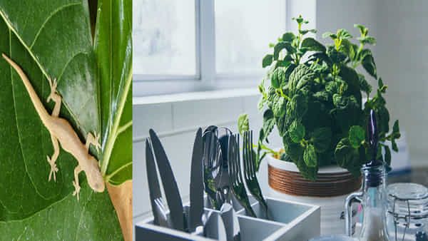 Kitchen Hacks: ఇంట్లో బల్లులు చక్కర్లు కొడుతున్నాయా.. ఈ మొక్కలను పెంచండి.. కంటికి కనిపించవు