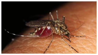 Purple Cabbage Benefits: పర్పుల్ క్యాబేజీతో ఎన్ని ఆరోగ్య ప్రయోజనాలో తెలిస్తే షాక్ అవుతారు!