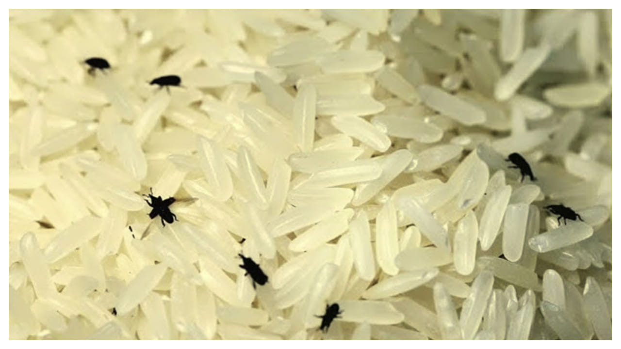 Kitchen Hacks: బియ్యానికి పురుగు ఎక్కువగా పడుతుందా.. ఈ సింపుల్ చిట్కాలు ...