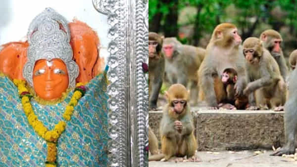 Hanuman Temple: రామాయణ, హనుమన్ చాలీసా పారాయణాన్ని వినడానికి వచ్చే వానర సైన్యం.. అద్భుతాలయం ఎక్కడ ఉందంటే..