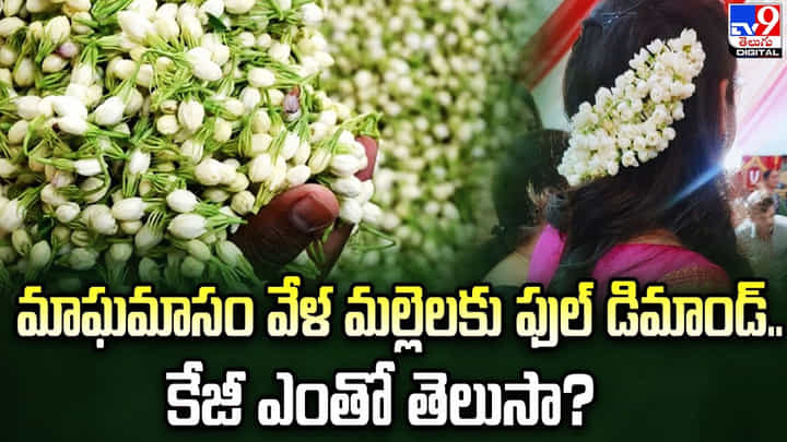 మాఘమాసం వేళ మల్లెలకు ఫుల్ డిమాండ్..కేజీ ఎంతో తెలుసా ?? మాఘమాసం వేళ మల్లెలకు ఫుల్ డిమాండ్..కేజీ ఎంతో తెలుసా ??