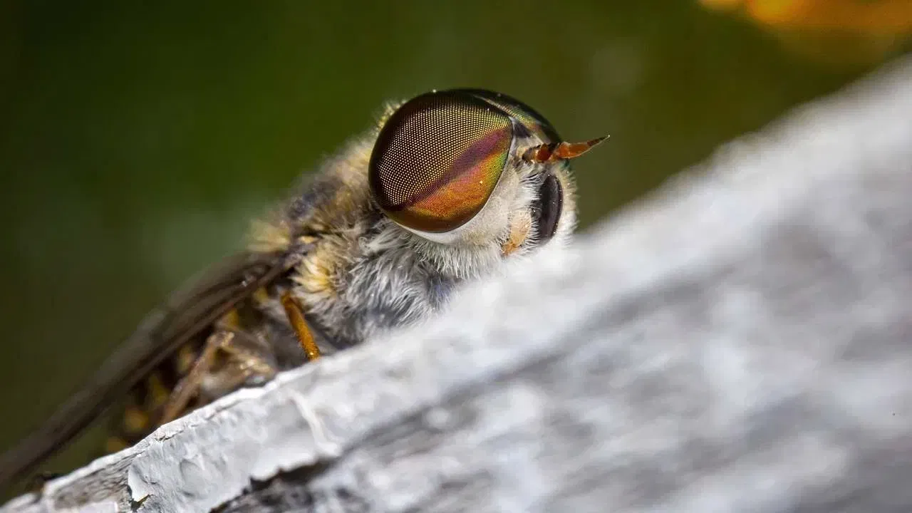 బేకింగ్‌ సోడాతో వంటగదిలో అనేక సమస్యలకు చెక్ పెట్టొచ్చు. అదే క్రమంలో కీటకాలకు కూడా బైబై చెప్పొచ్చు. ఒక స్పూన్ బేకింగ్ సోడా నీటిలో కలిపి.. కీటకాలు ఎక్కువగా తిరిగే చోట స్ప్రే చేయండి. బేకింగ్ సోడా వాసన అవి అటు రానే రావు.
