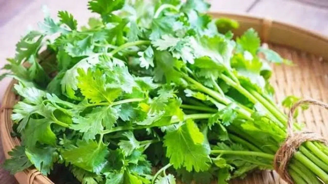 అలాగే కొత్తిమీరను మార్కెట్ నుంచి తీసుకు వచ్చిన తర్వాత గాలి చొరబడని కంటైనర్ లేదా కవర్లో కట్టి పెట్టండి. తడి లేకుండా చూసుకోండి. కొంచెం తడి ఉన్నా కొత్తి మీర కుళ్లు పోతుంది.