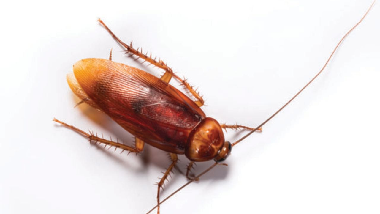 ఇంటిని, వంట గదిని ఎంత శుభ్రంగా ఉంచుకున్నా.. కీటకాలు అనేవి వస్తూ ఉంటాయి. దీంతో మార్కెట్లో లభించే వివిధ రకాల స్ప్రేలను తీసుకొచ్చి ఉపయోగిస్తూ ఉంటారు. కానీ వాటితో సైడ్‌ ఎఫెక్ట్స్ ఎక్కువ. ఎందుకంటే ఇందులో హానికర రసాయనాలను ఉపయోగిస్తారు. ఇంట్లో పిల్లలు ఉంటే వాటిని ఉపయోగించే ప్రమాదం ఉంది. కాబట్టి నేచురల్ రెమిడీస్‌తోనే ఇంట్లోకి వచ్చే కీటకాల బెడదకు చెక్ పెట్టండి. మీ ఇంట్లో మసాలా దినుసులతో చాలా ఆరోగ్య ప్రయోజనాలే కాకుండా.. ఉపయోగాలు కూడా ఉన్నాయి.
