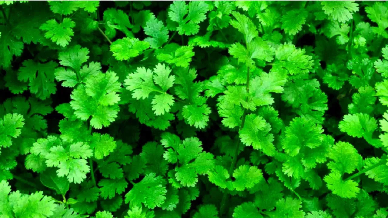 కొత్తి మీర గురించి సపరేట్‌గా పరిచయాలు అవసరం లేదు. కూర, వేపుడు ఏదైనా కొత్తిమీర ఖచ్చితంగా ఉండాల్సిందే. మంచి సువాసనతో పాటు రుచిగా కూడా ఉంటుంది.  చివరిలో కొత్తిమీరతో చేసే గార్నిష్‌తో కర్రీ టేస్టే మారిపోతుంది. మరి ఈ కొత్తిమీర త్వరగా పాడవ్వకుండా.. ఎక్కువ రోజులు ఫ్రెష్‌గా ఉండాలంటే.. కొన్ని జాగ్రత్తలు ఖచ్చితంగా తీసుకోవాలి.
