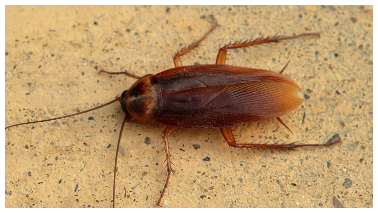 వేప లేదా పుదీనా ఆకులకు కూడా కీటకాలు రాకుండా అడ్డుకునేందుకు చక్కగా పని చేస్తాయి. వీటిల్లో యాంటీ బ్యాక్టీరియల్ గుణాలు ఉంటాయి. కీటకాలు తిరిగే చోట పుదీనా లేదా వేప ఆకులు పెట్టండి. ఆ వాసనకు కీటకాలు దూరంగా వెళ్లి పోతాయి.
