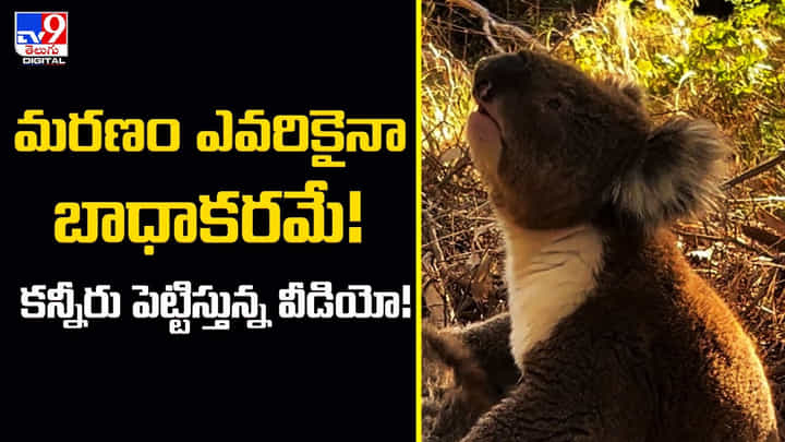 మరణం ఎవరికైనా బాధాకరమే !! కన్నీరు పెట్టిస్తున్న వీడియో మరణం ఎవరికైనా బాధాకరమే !! కన్నీరు పెట్టిస్తున్న వీడియో