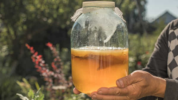 Kombucha Tea: కొంబుచా టీ.. మచ్చలేని మెరిసే చర్మంతో పాటు ఆరోగ్యానికి వరం..! గుండెకే కాదు, షుగర్ పేషెంట్స్కు దివ్యౌషధం..!!