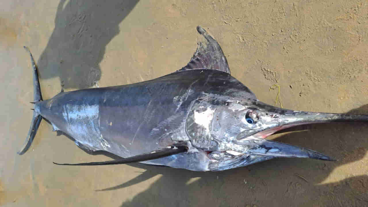 Kommu Konam Fish: మత్స్యకారుల వలకు చిక్కిన అరుదైన చేప.. దీని నైజం తెలిస్తే బిత్తరపోతారు