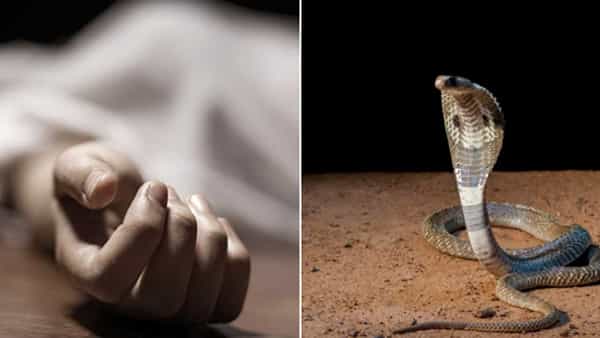 Snake Bite: రూ. కోటి కోసం మనవడి దుర్మార్గం... అమ్మమ్మను పాముతో కాటు వేయించి హత్య!