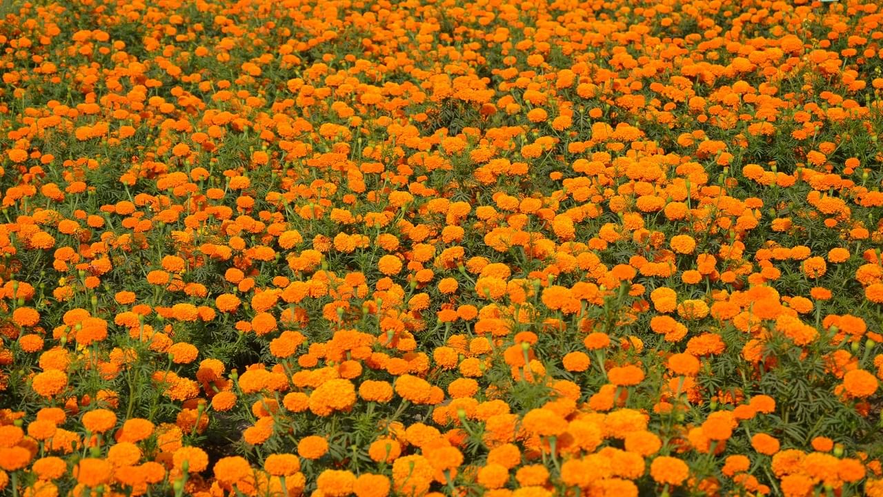 Marigold Cultivation: లాభాల పూ‘బంతి’.. పూల సాగుతో నమ్మలేని లాభాలు.. సాగు చేయడంలో ఈ టిప్స్ మస్ట్