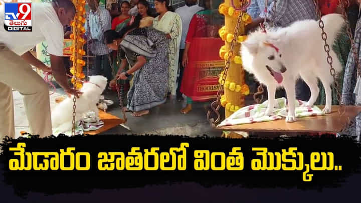 Medaram Jathara: మేడారం జాతరలో వింత సంఘటన.. పెంపుడు కుక్కకు తులాబారం Medaram Jathara: మేడారం జాతరలో వింత సంఘటన.. పెంపుడు కుక్కకు తులాబారం