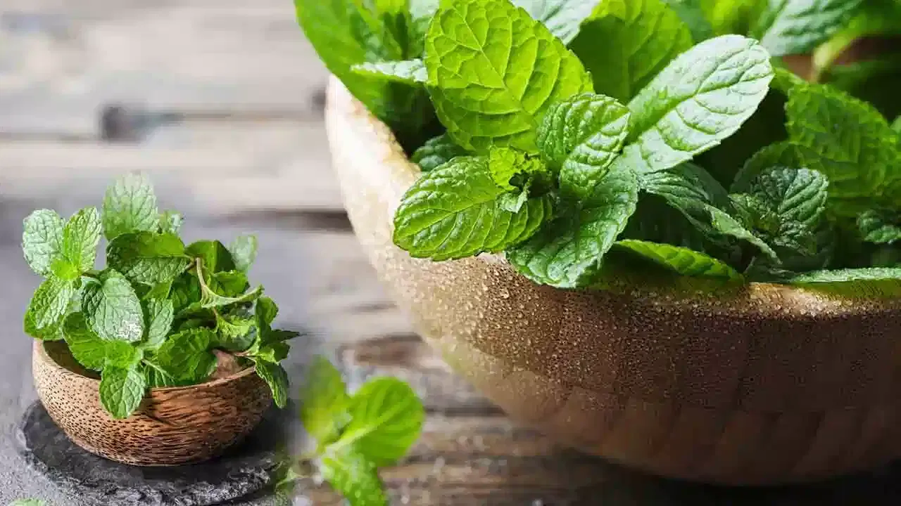 పుదీనా ఆరోగ్యానికి చాలా మంచిది. పుదీనాతో శరీరంలోనే అనేక అనారోగ్య సమస్యలకు చెక్ పెట్టొచ్చు. హోమ్ మేడ్ మెడిసిన్‌లో పుదీనా ఖచ్చితంగా ఉంటుంది. ఆయుర్వేదంలో కూడా పుదీనాను ఔషధంగా వినియోగిస్తారు. ఇప్పుడు పుదీనాతో మీ ముఖ సౌందర్యాన్ని కూడా పెంచుకోవచ్చు. అంతే కాకుండా ఆరోగ్యంగా కూడా ఉంటారు.
