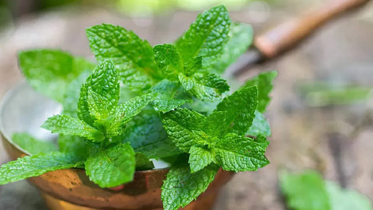 ముఖానికి గ్లో వచ్చి, రంగు మారాలంటే.. పుదీనా ఔషధంగా పని చేస్తుంది. పుదీనాను పేస్ట్లా చేసుకుని అందులో తేనె కలిపి ముఖానికి రాయడం వల్ల చలువ చేస్తుంది. అంతే కాకుండా నిగారింపు కూడా పెరుగుతుంది.