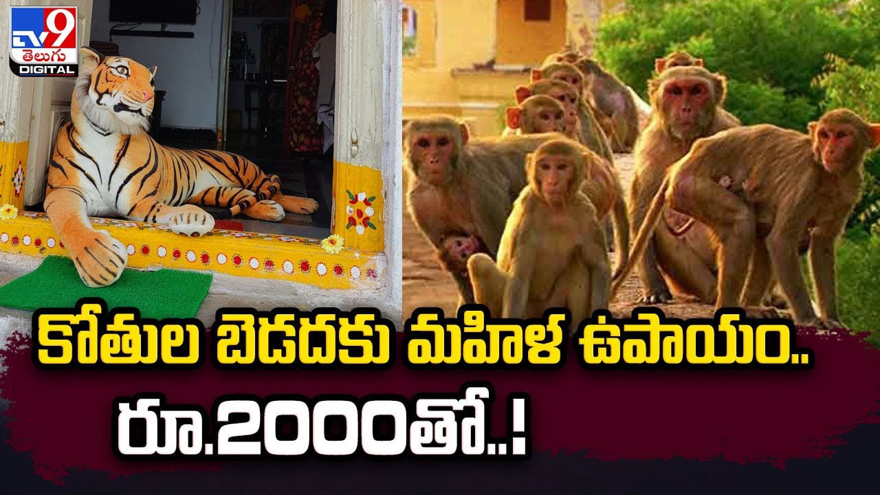 కోతుల బెడదకు మహిళ ఉపాయం.. రూ.2000తో..