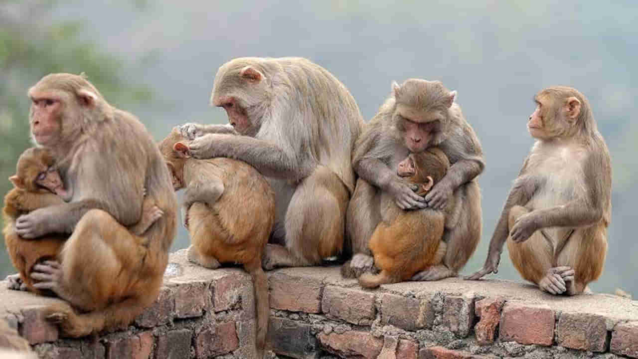 Monkey Disease: దడ పుట్టిస్తోన్న మంకీ ఫీవర్‌ కేసులు.. అప్రమత్తమైన ఆరోగ్య శాఖ! కొత్తగా మరో ఏడుగురికి వ్యాధి నిర్ధారణ