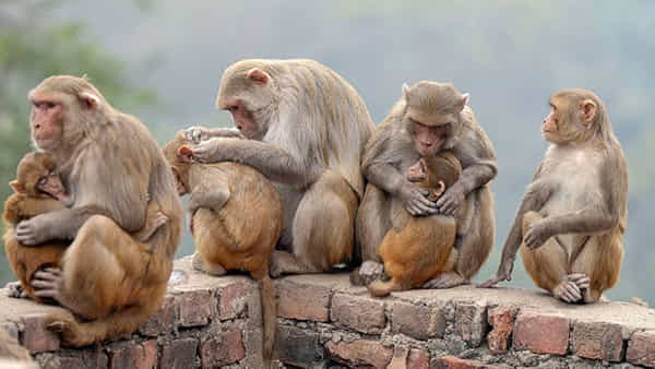 Monkey Disease: దడ పుట్టిస్తోన్న మంకీ ఫీవర్ కేసులు.. అప్రమత్తమైన ఆరోగ్య శాఖ! కొత్తగా మరో ఏడుగురికి వ్యాధి నిర్ధారణ