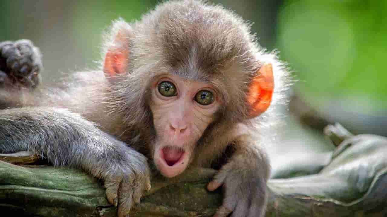 Monkey Fever: వణికిస్తున్న భయంకరమైన మంకీ ఫీవర్.. జాగ్రత్తలు ఇవే!