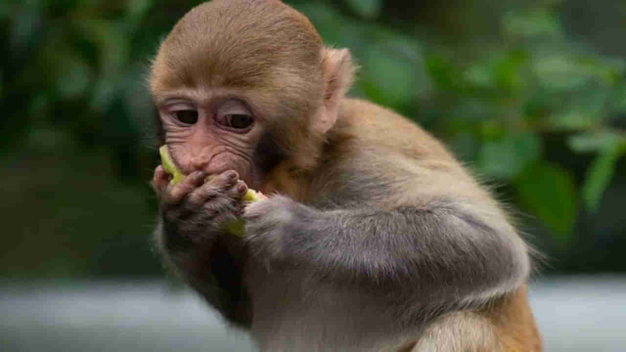 Monkey Fever: దేశంలో హడలెత్తిస్తోన్న మరో వైరస్.. మంకీ ఫీవర్‌తో రెండు మరణాలు.. చికిత్స లేదు.. నివారణే మార్గం..