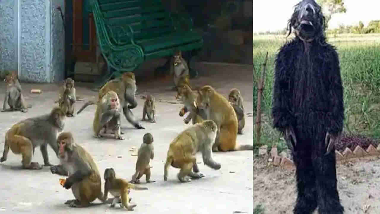 Monkeys Effect: వానరలను తరిమేందుకు వినూత్న ప్రయోగం.. ఫలిస్తున్న అధికారుల ఫ్లాన్.. ఎక్కడంటే?