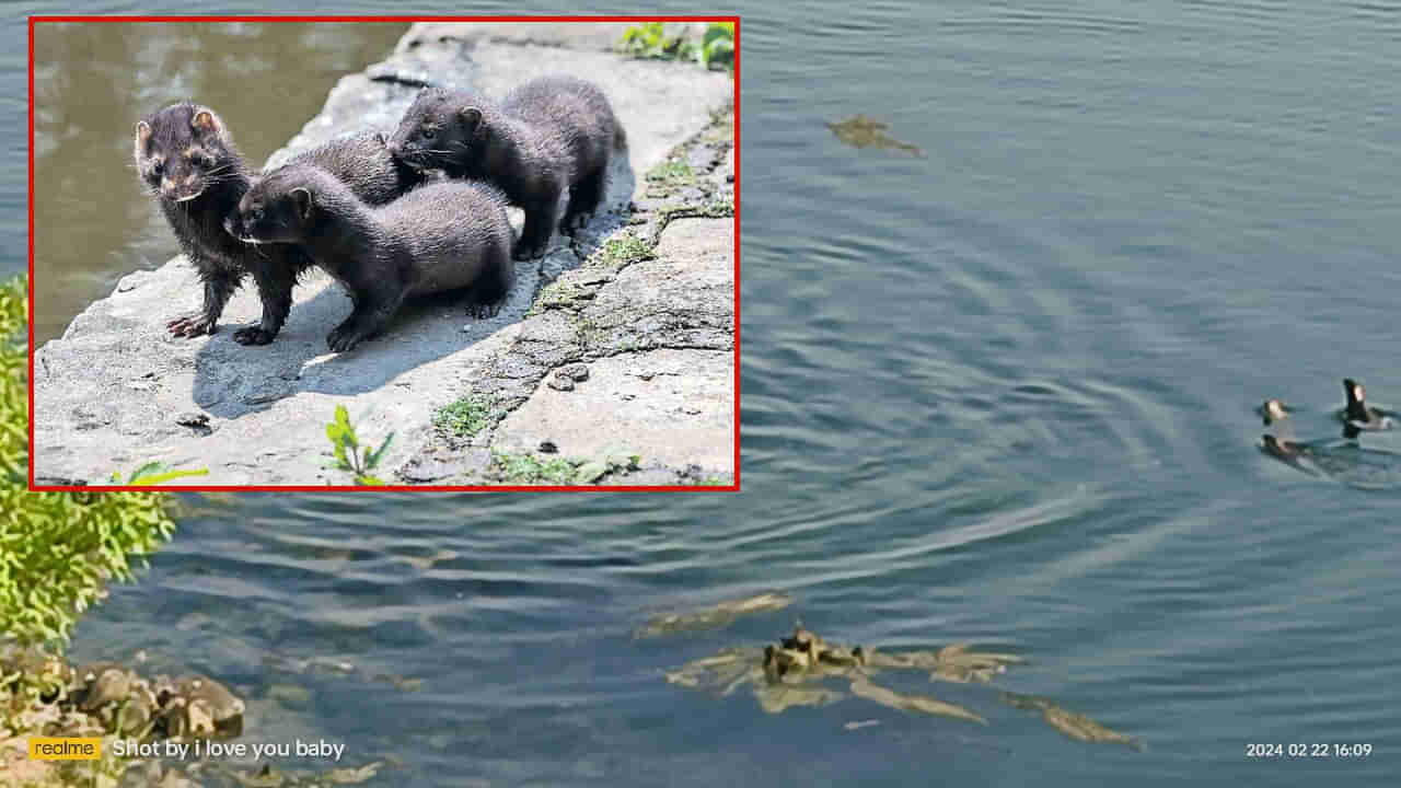 Water Dogs: నాగార్జున సాగర్ డ్యామ్‌లో వింత జంతువులు.. చూసేందుకు ఎగబడుతున్న జనం